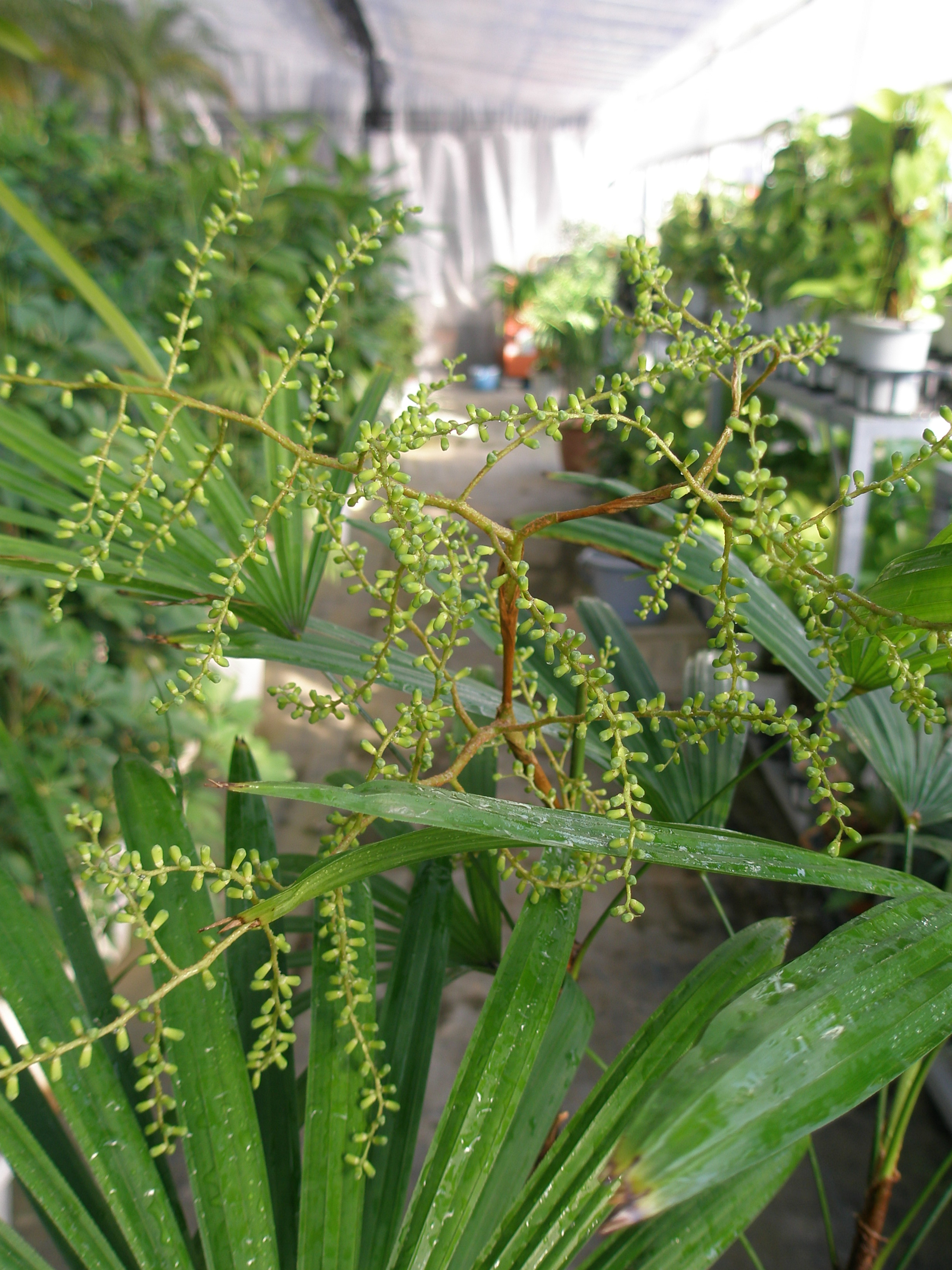 観葉植物 シュロチクの花 浦和美園の花屋オリオンは観葉植物レンタル