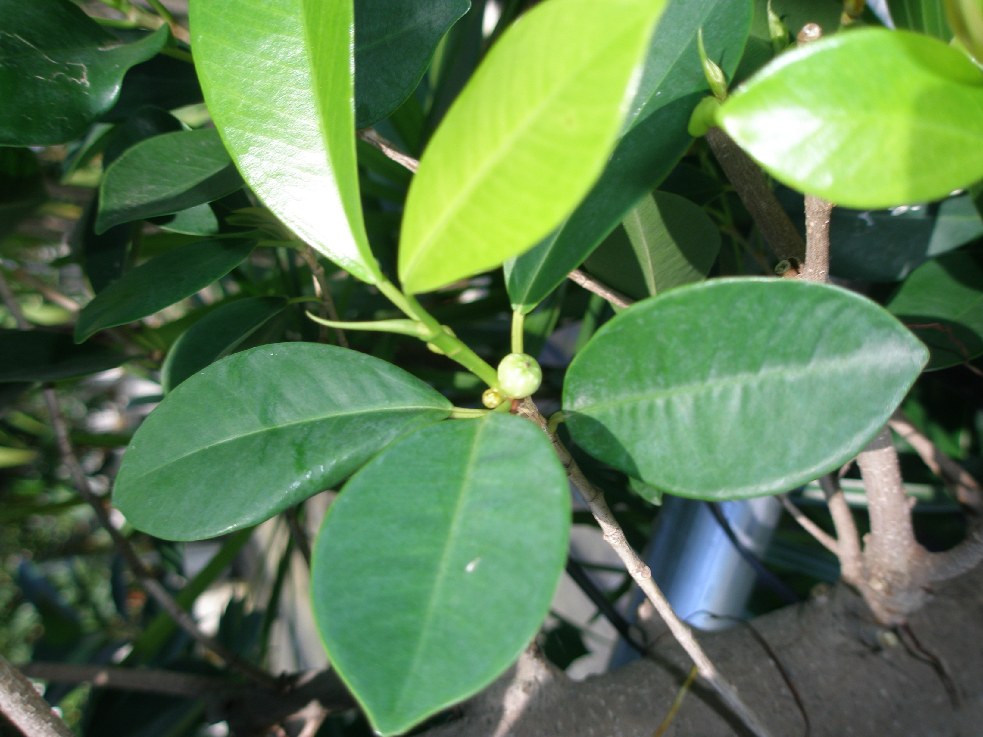 観葉植物 ガジュマルの実 浦和美園の花屋オリオンは観葉植物レンタル