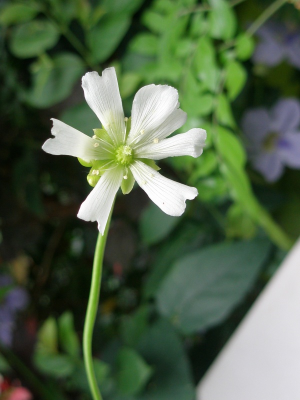 食虫植物 ハエトリソウの花 浦和美園の花屋オリオンは観葉植物レンタル