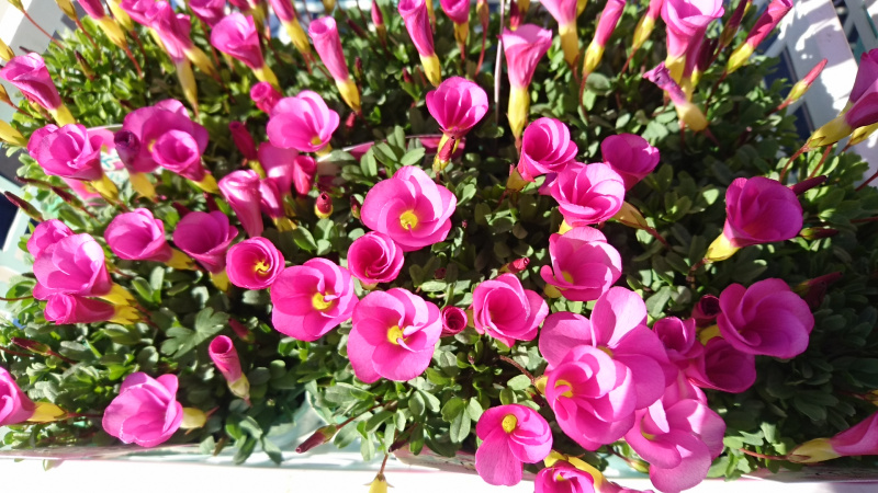 オキザリス 浦和美園の花屋オリオンは観葉植物レンタル