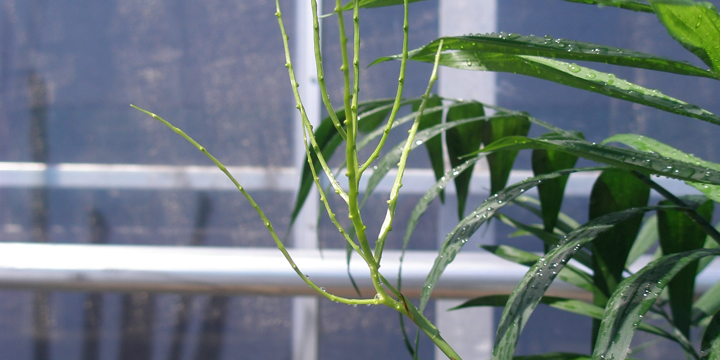 観葉植物 テーブルヤシの花 浦和美園の花屋オリオンは観葉植物レンタル 観葉植物 テーブルヤシの花 浦和美園の花屋オリオンは観葉植物レンタル
