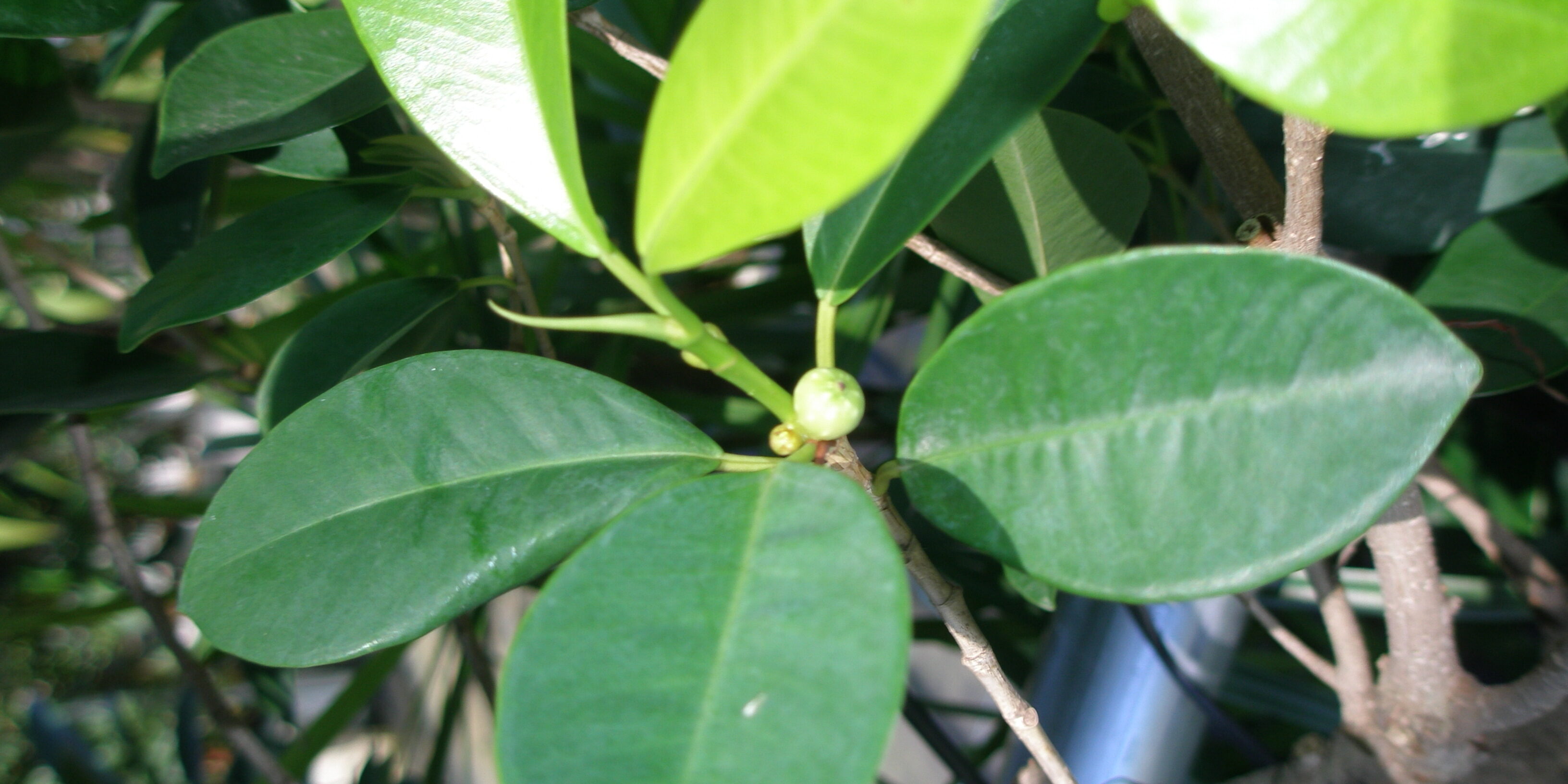 観葉植物 ガジュマルの実 浦和美園の花屋オリオンは観葉植物レンタル