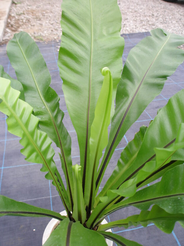 観葉植物レンタル 植木リース 浦和美園の花屋オリオンは観葉植物レンタル 観葉植物レンタル 植木リース 浦和美園の花屋オリオンは観葉植物レンタル