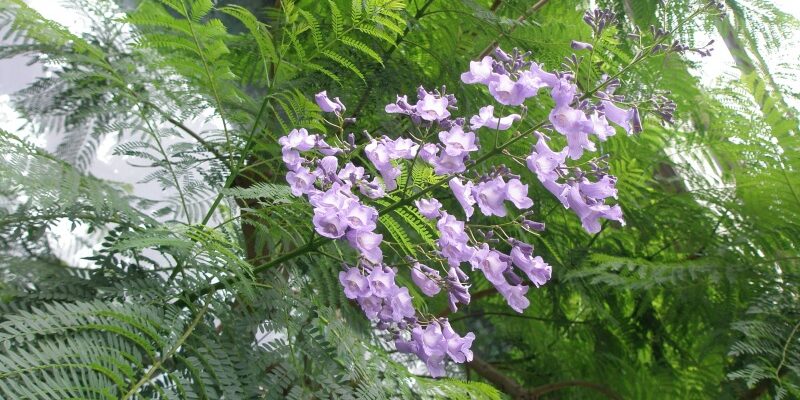 観葉植物 ジャカランダの花 浦和美園の花屋オリオンは観葉植物レンタル