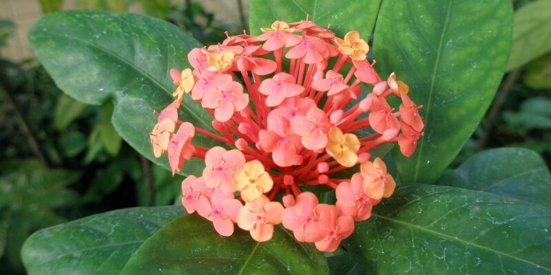 サンタンカ 浦和美園の花屋オリオンは観葉植物レンタル