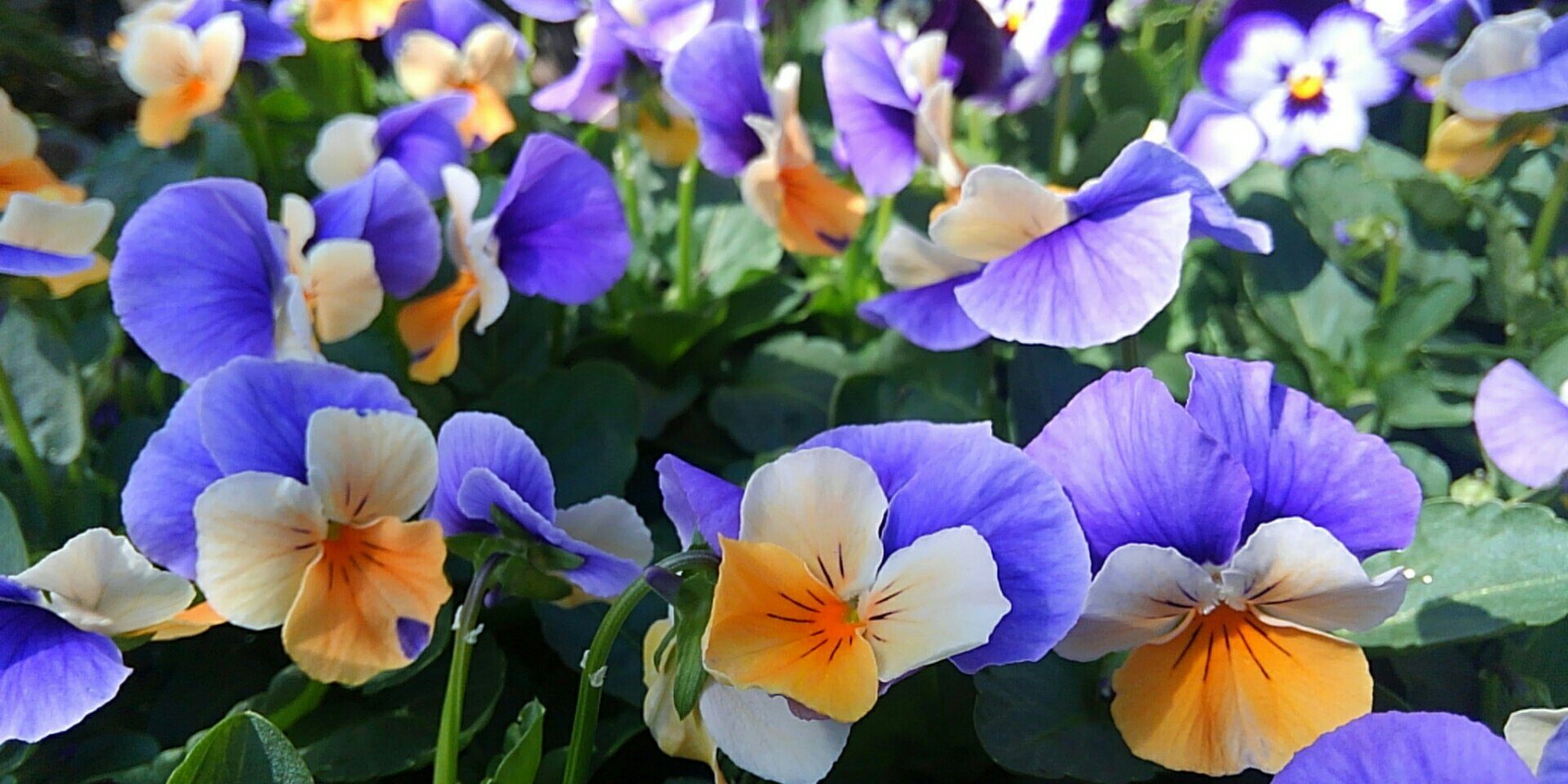 パンジー ビオラ 浦和美園の花屋オリオンは観葉植物レンタル パンジー ビオラ 浦和美園の花屋オリオンは観葉植物レンタル