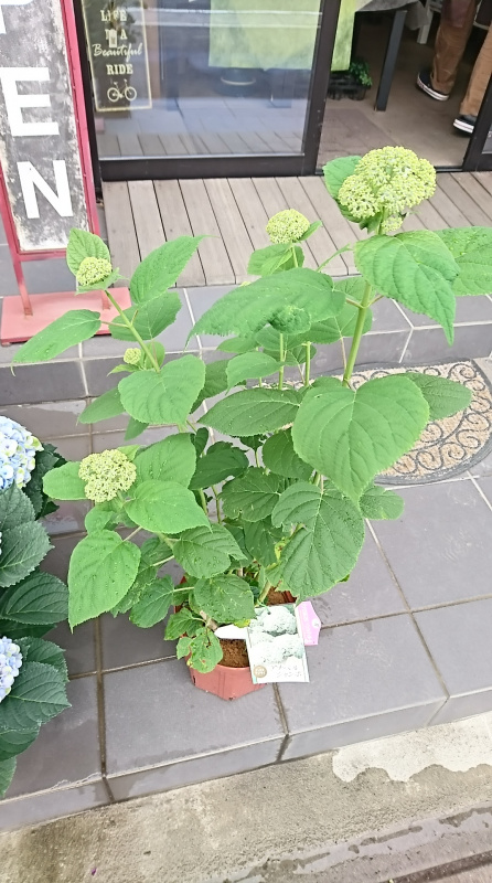 インクレディボール 浦和美園の花屋オリオンは観葉植物レンタル インクレディボール 浦和美園の花屋オリオンは観葉植物レンタル